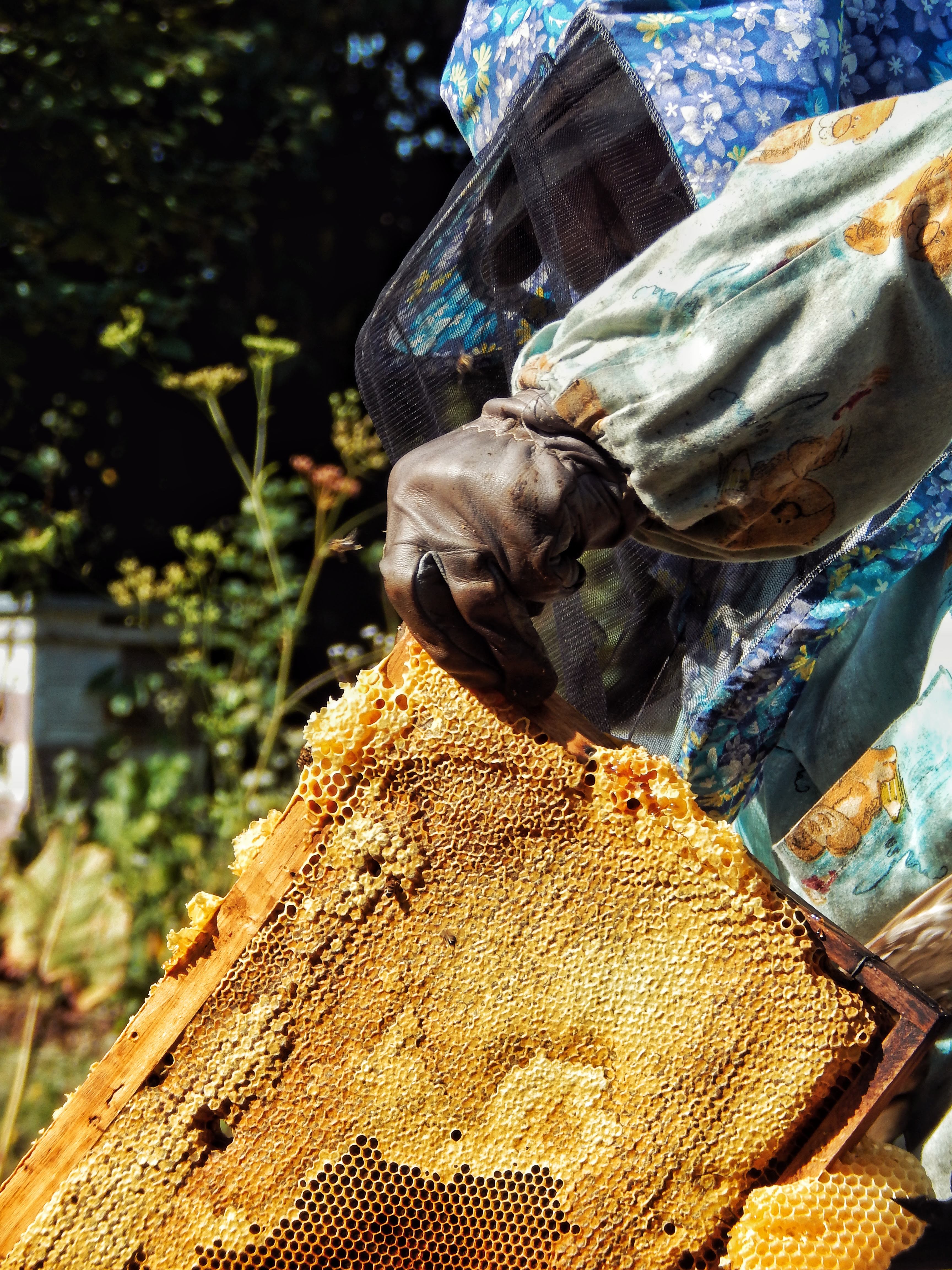 Соти з натуральним медом